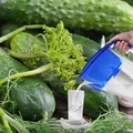 6 najczęstszych błędów przy kiszeniu ogórków małosolnych. Większość osób zapomina o tym jednym kluczowym kroku