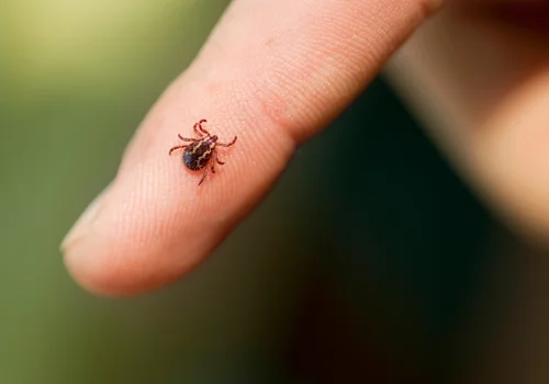 Nowy rodzaj kleszczy pojawił się w kilku regionach Polski! Objawy po ukąszeniu mogą być mylące
