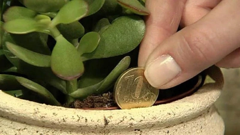 Zasady Feng Shui mówią, że ta roślina przyciąga szczęście i pieniądze