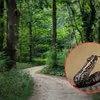Wyglądają niepozornie, ale mogą być groźne! Uważaj, gdzie stawiasz nogę w lesie!