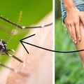 Jakie zapachy odstraszają komary?  Najskuteczniejsza broń