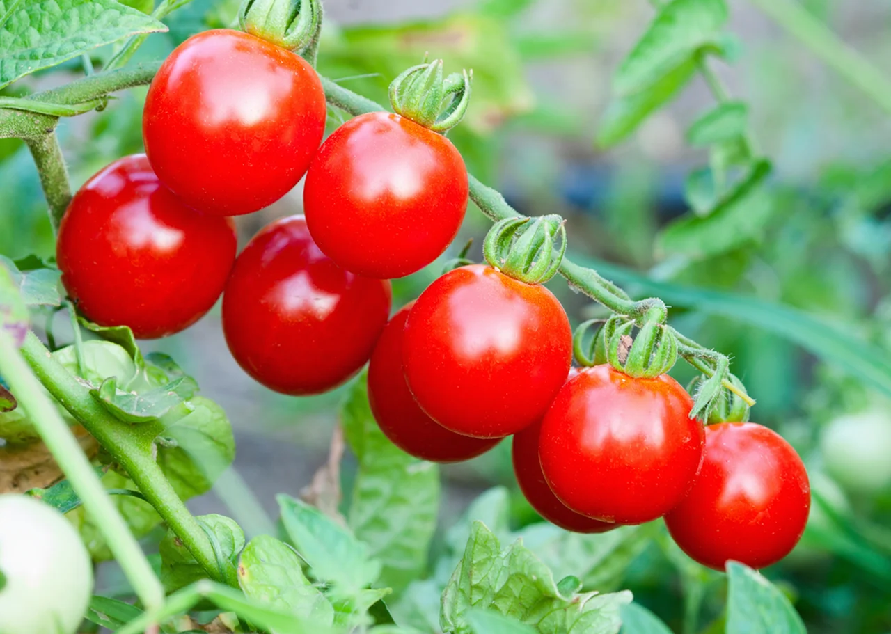 Jak wyhodować słodkie pomidory?