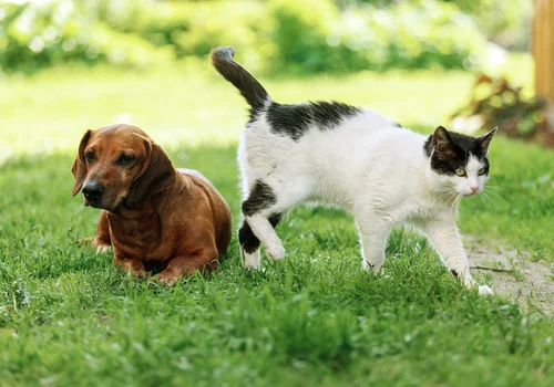 500 plus na psa i kota! W tych miastach program dopłat dla właścicieli czworonogów  już wystartował