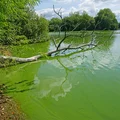 Sinice  - dlaczego są groźne dla człowieka?