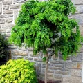 Piękne drzewko - robinia akacjowa
