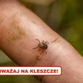 Wykorzystaj tę sztuczkę, a KLESZCZE będą omijać Cię z daleka!