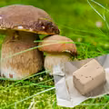 Jak wyhodować leśne grzyby we własnym ogrodzie? Dodaj drożdże i ciesz się zbiorami jak prosto z lasu!