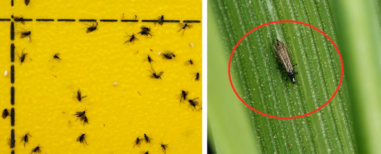 Już się pojawiły! Plaga dokuczliwych owadów. „Przecinki” – jak pozbyć się ich pozbyć?