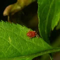 Inwazja czerwonych pajęczaków! Zasiedliły już całą Polskę!