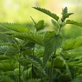 Jak naturalnie WZMOCNIĆ WŁOSY?