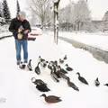 Dlaczego nie wolno karmić ptaków chlebem?