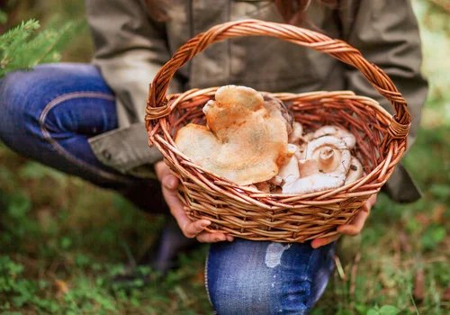 Zbieranie i sprzedaż grzybów a podatek! Uwaga na kary - Fiskus może naliczyć 75%