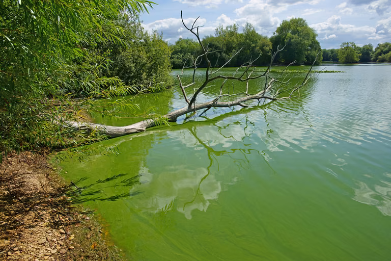 Sinice  - dlaczego są groźne dla człowieka?