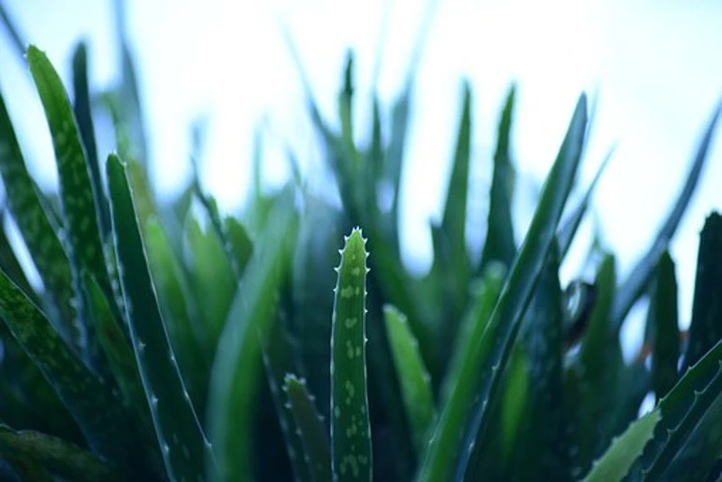 Aloes i jego praktyczne zastosowania