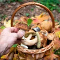 Uwaga miłośnicy zbierania grzybów! Przepisy uległy zmianie - kara może wynieść nawet 5 tys. zł!