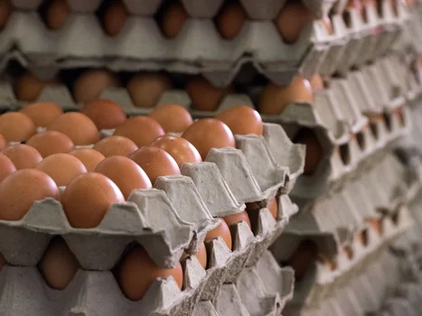 W sklepach może zabraknąć jajek? Branża alarmuje
