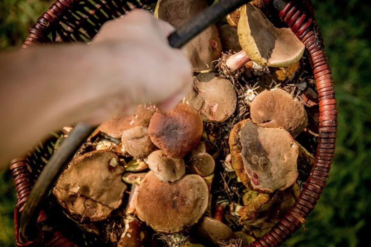 4 główne powody, dla których powinniście włączyć grzyby do swojej diety.