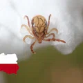 Uważaj na nowe gatunki kleszczy w Polsce!
