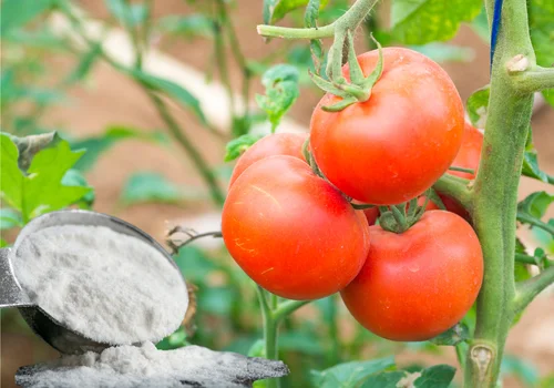 Dodaj to do ziemi, a Twoje pomidory będą smakować lepiej! Odkryj, co to takiego!