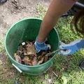 Jak za 5 zł zrobić nawóz, który wystarczy na cały sezon? Ten trik zmienia wszystko!