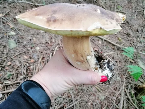 Jak zbierać leśne grzyby?
