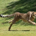 Międzynarodowy Dzień Geparda: Dlaczego warto chronić najszybszego drapieżnika na świecie?