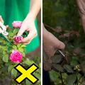 Jak przygotować róże do zimowania? Nigdy nie przycinaj ich jesienią!