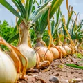 Pomaga na użądlenie oraz infekcje ucha. Zobacz nietypowe zastosowania cebuli.