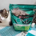 Kocie testowanie z Rekomenduj.to, czyli kampania PURINA ONE