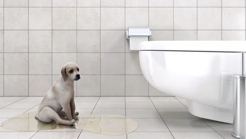 Czy wiesz, dlaczego pies chodzi za tobą do łazienki? Poznaj zachowania swojego pupila