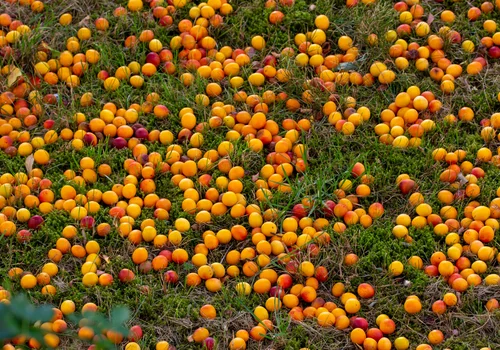 We Francji mówią na to „kulinarne złoto”. W Polsce mało kto zbiera, a owoce gniją kilogramami w trawie.