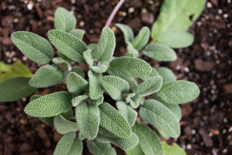 9 naturalnych ziół i roślin na leczenie bólu głowy