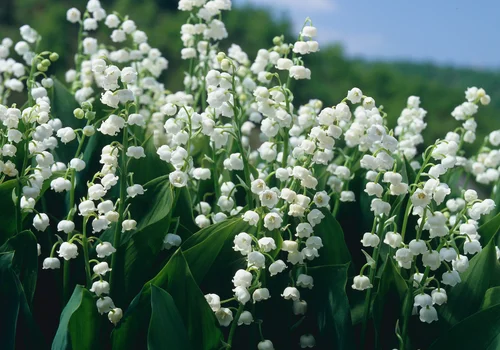 Święto Konwalii: Historia, Znaczenie i Tradycje
