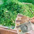 Skoszona trawa to nie śmieć! Uwaga  można dostać nawet 500 zł mandatu!