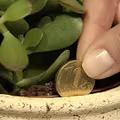 Zasady Feng Shui mówią, że ta roślina przyciąga szczęście i pieniądze