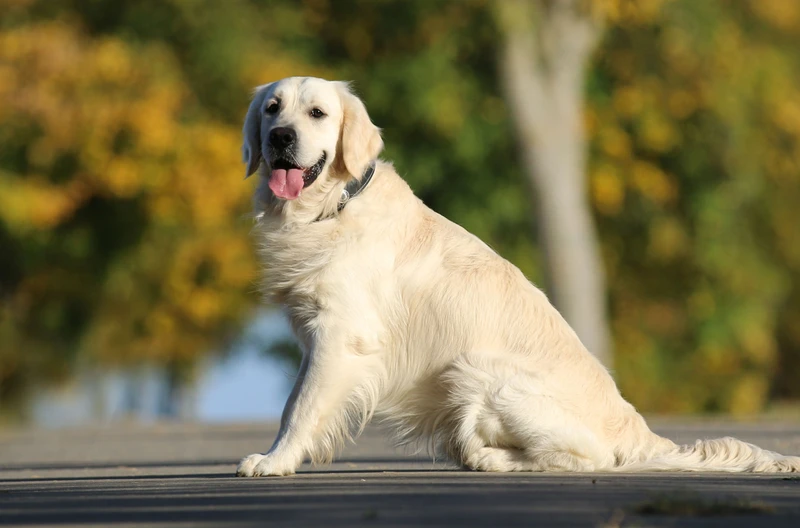 Międzynarodowy Dzień Golden Retrievera: Święto Przyjaciół Człowieka