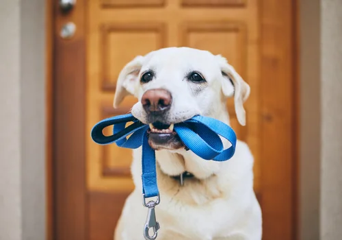 Alimenty na psa? Sądowy precedens, który wywołał burzę