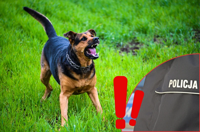 Policja ostrzega przed groźnymi psami! Takich przypadków jest coraz więcej