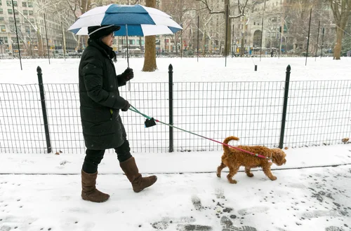Dofinansowanie na psa lub kota! W 2026 roku właściciele mogą uzyskać dopłaty na zabiegi dla zwierząt