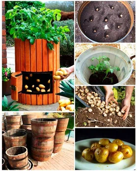 Hodowanie ziemniaków w beczkach