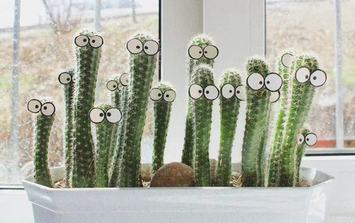 Wesołe kaktusy