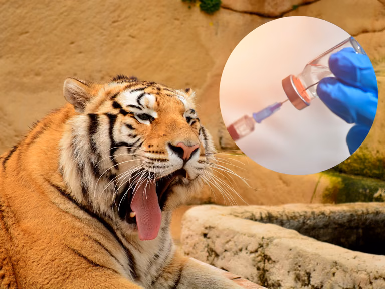 Trwają szczepienia w ZOO przeciw Covid-19. Co ze zwierzętami domowymi?