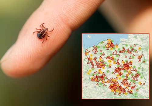 W tych regionach kleszcze atakują najczęściej! Liczba zgłoszeń szybko rośnie
