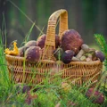 5 tysięcy złotych grzywny za zerwanie tego grzyba!