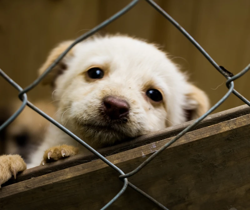 Nawet 1500 zł za adopcję psa! Pomóż i otrzymaj dofinansowanie.