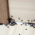 Domowe sposoby na mrówki w kuchni