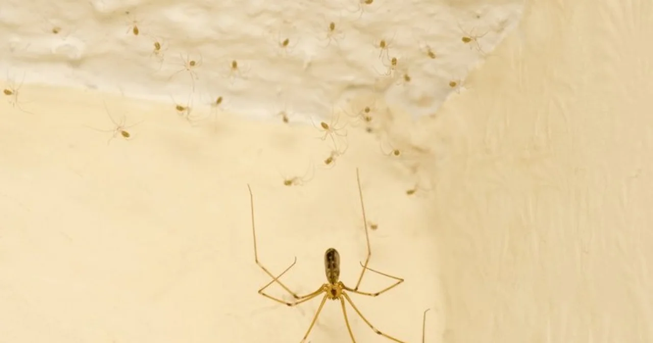 Jak pozbyć się pająków i innych owadów z domu. 7 sprawdzonych sposobów!