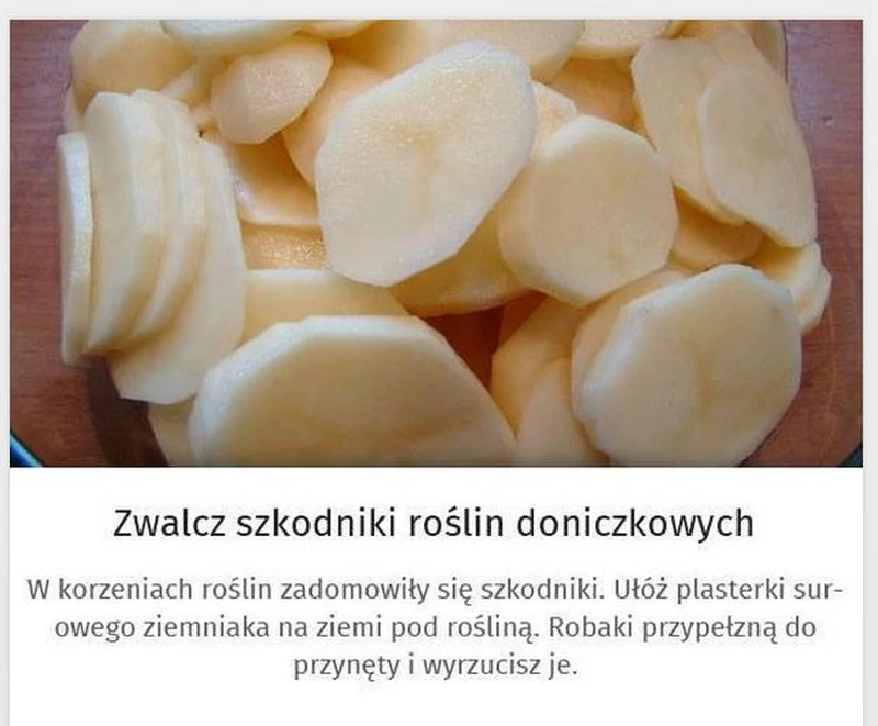 Zwalcz szkodniki ziemniakami