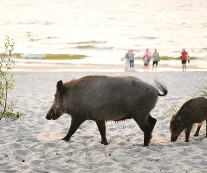 Stado dzików biegało w Gdyni między turystami! Co zwierzęta robiły na plaży?
