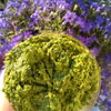 Pesto z jarmużu